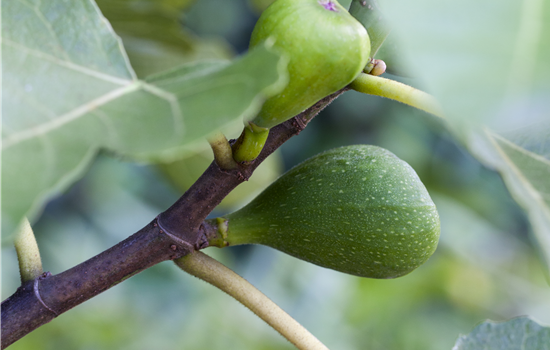 Ficus carica 'Dalmatie'