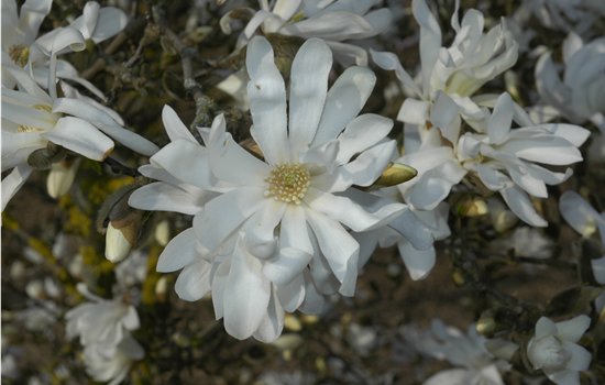 Magnolia stellata 'Waterlily'