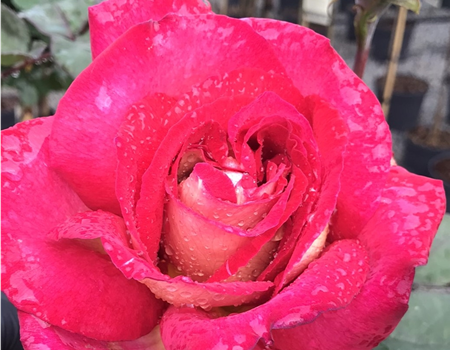 Rosa 'Pink Paradise'