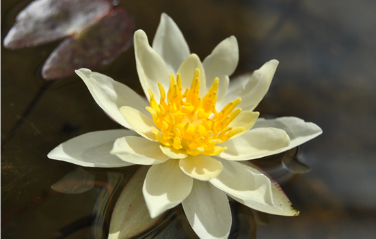 Nymphaea 'Chromatella'