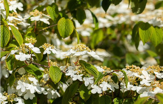 Viburnum plic. 'Dart's Red Robin'