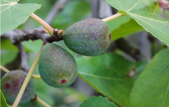 Ficus carica 'Ice Crystal'
