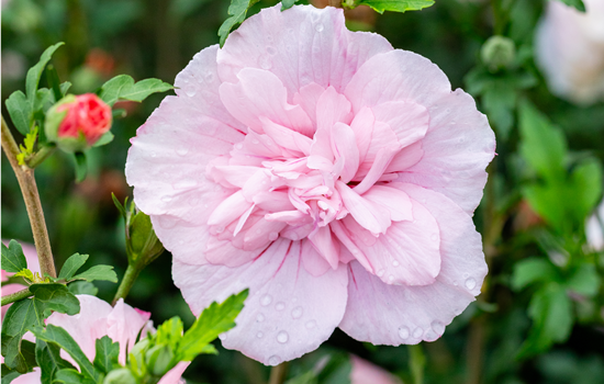 Hibiscus syr. 'Pink Chiffon'