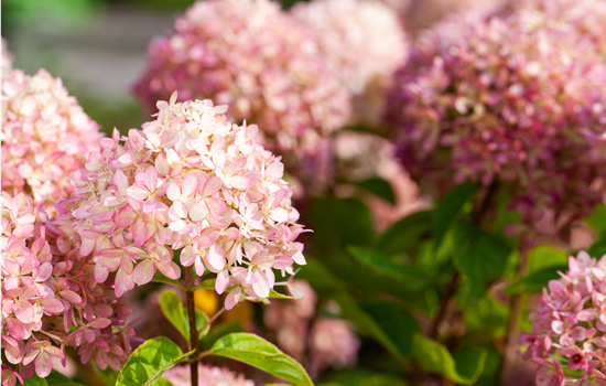 Hydrangea arb. 'Candybelle Marshmallow'