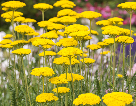 Achillea filipendulina 'Parkers Varietät'