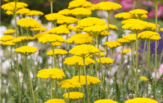 Achillea filipendulina 'Parkers Varietät'