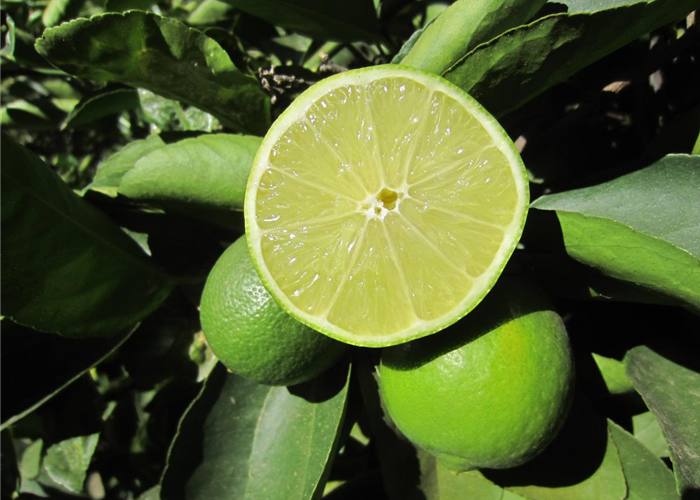 Limetten-LIME TIME by MICKO Limetten-LIME TIME by MICKO