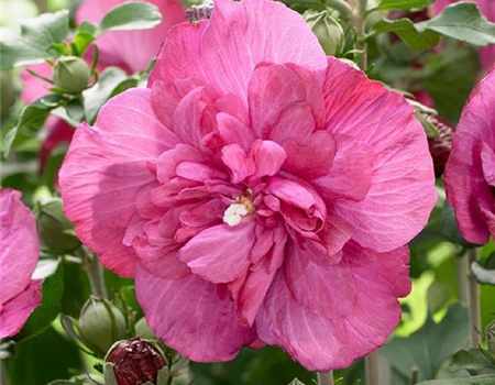 Hibiscus syr. 'Magenta Chiffon'