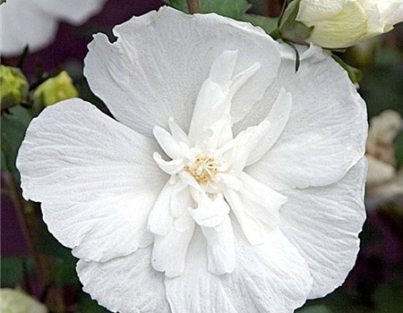 Hibiscus syr. 'White Chiffon'
