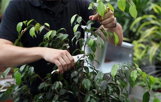 Birkenfeige - Zurückschneiden Birkenfeige - Zurückschneiden