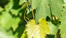 Weintraube 'Bianca'
