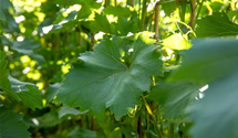 Weintraube 'Bianca'