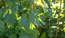 Weintraube 'Bianca'