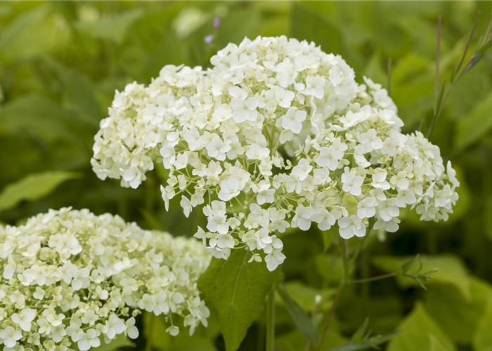 Hortensien für Garten und Balkon – ein tolles Blütenspiel Hortensien für Garten und Balkon – ein tolles Blütenspiel