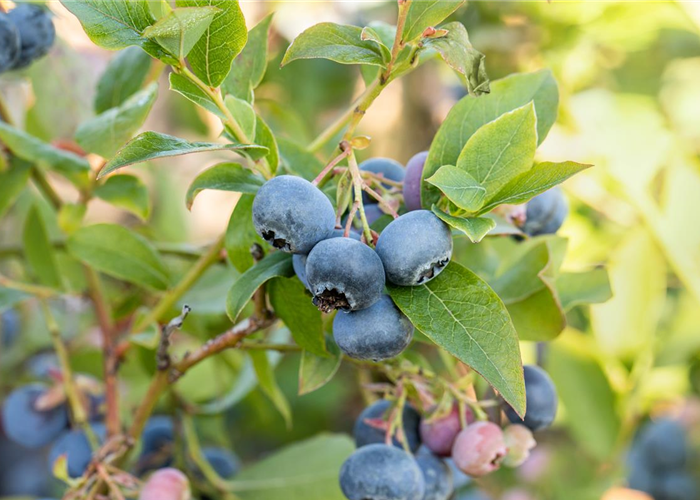 Heidelbeeren pflanzen und pflegen leicht gemacht Heidelbeeren pflanzen und pflegen leicht gemacht