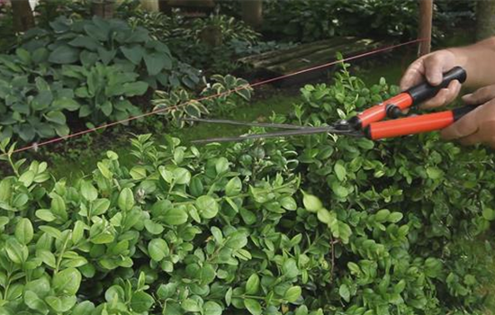 Buchsbaum - Heckenförmig zurückschneiden
