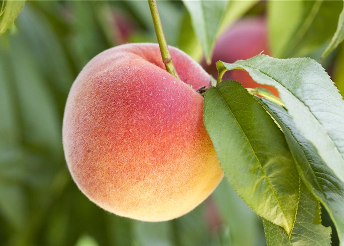 Leckere Snacks im Sommer – Pfirsich aus dem eigenen Garten