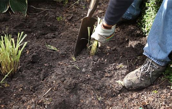 Gräser - Vermehren im Frühling Gräser - Vermehren im Frühling