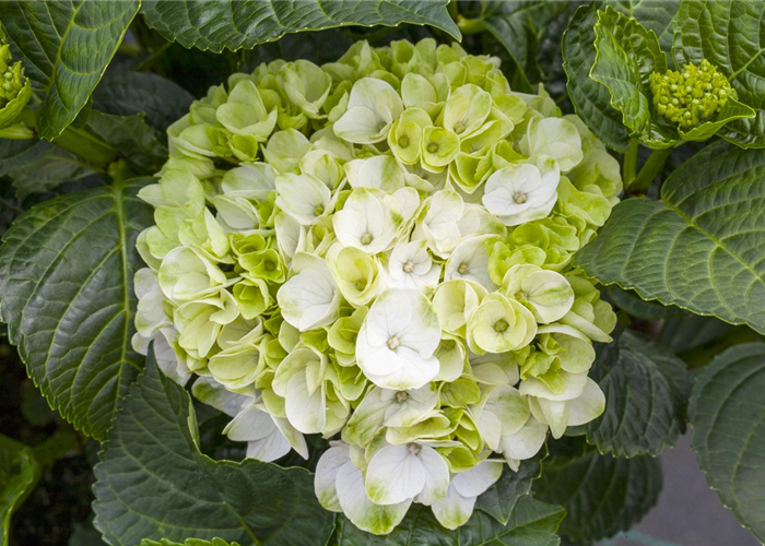 Ein bunter Garten dank der Hortensienvielfalt