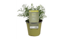 Dill
