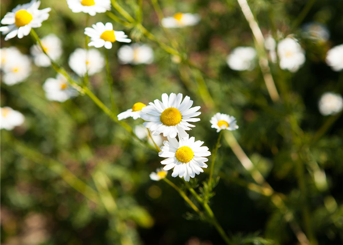 8 Pflanzen für die Gesundheit, die jeder kennen sollte 8 Pflanzen für die Gesundheit, die jeder kennen sollte