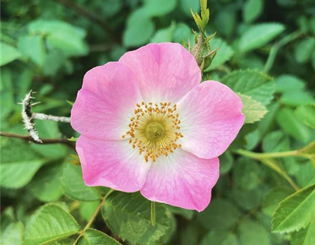 Rosa rubiginosa