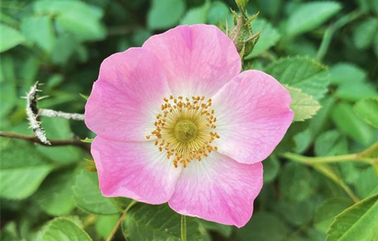 Rosa rubiginosa