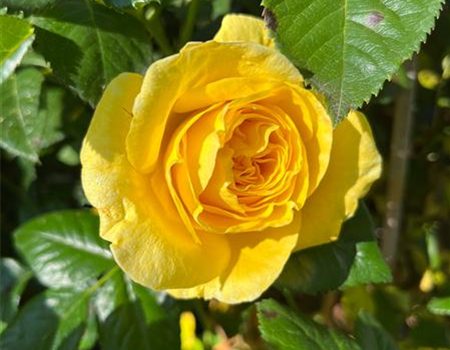 Rosa 'Goldfassade'