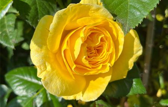 Rosa 'Goldfassade'