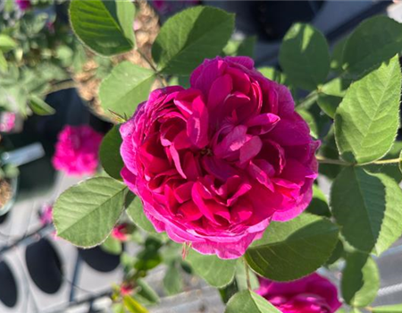 Rosa 'Rose de Resht' Rosa 'Rose de Resht'