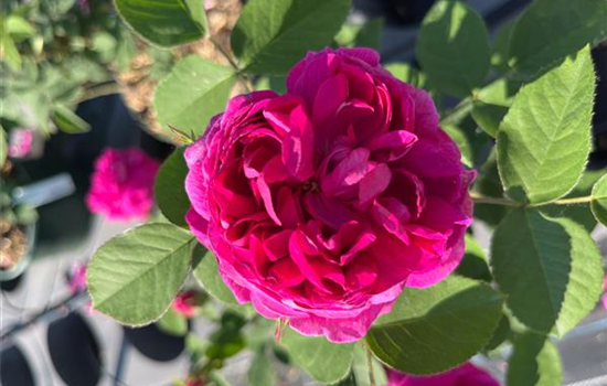 Rosa 'Rose de Resht'