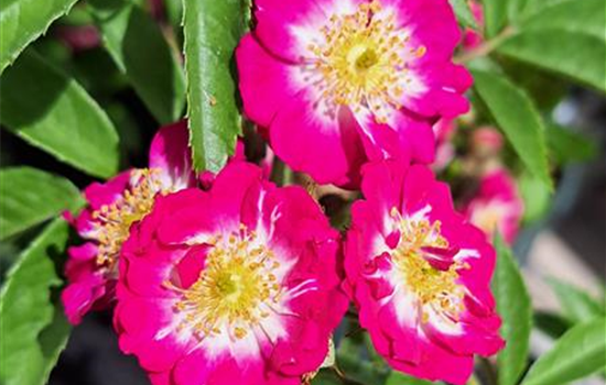 Rosa 'Perennial Blue'