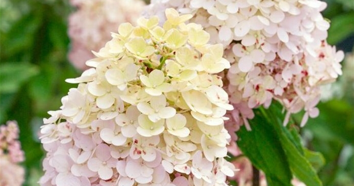Hydrangea pan. Magical Sweet Summer