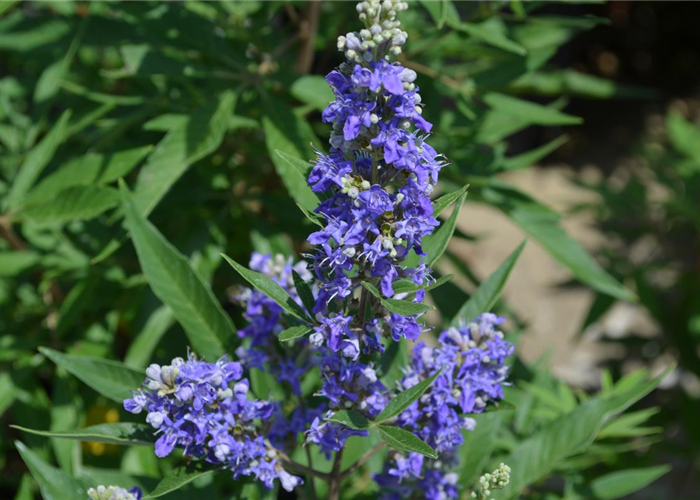 Mönchspfeffer Mönchspfeffer