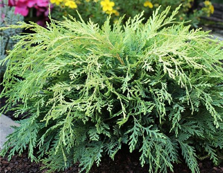 Chamaecyparis laws. 'Sunkist'