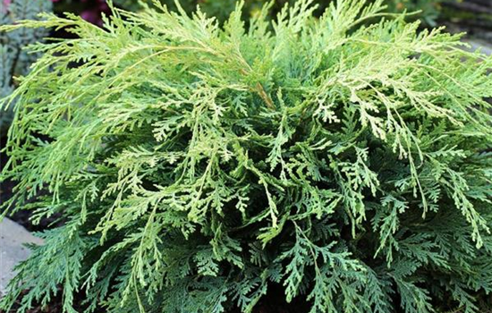 Chamaecyparis laws. 'Sunkist' Chamaecyparis laws. 'Sunkist'