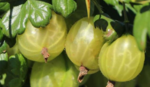 Stachelbeere 'Invicta'
