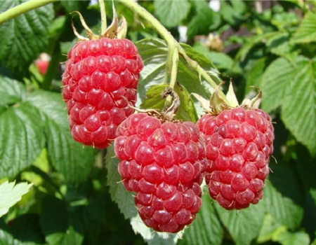 Rubus 'Aroma Queen´ Rubus 'Aroma Queen´