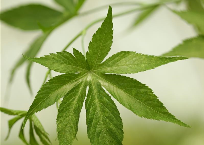 Die Sugarleaf Himbeere Die Sugarleaf Himbeere