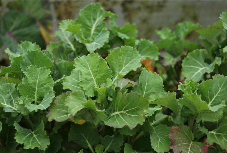 Baumkohl Daubenton's Green Baumkohl Daubenton's Green