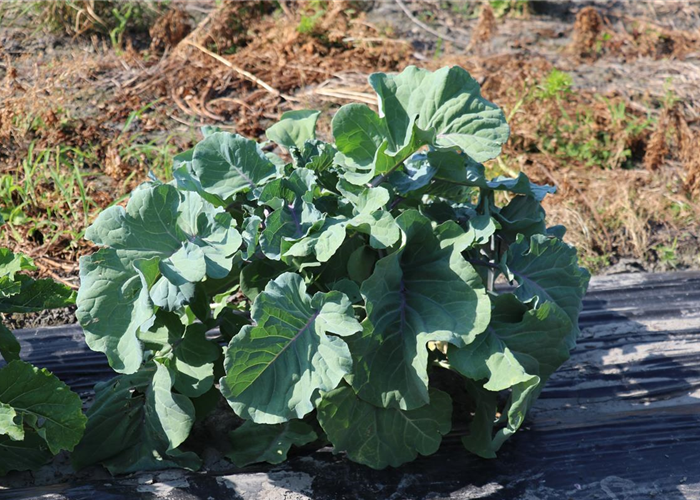 Der Ewige Kohl - Die winterharte und mehrjährige Kohlpflanze Der Ewige Kohl - Die winterharte und mehrjährige Kohlpflanze