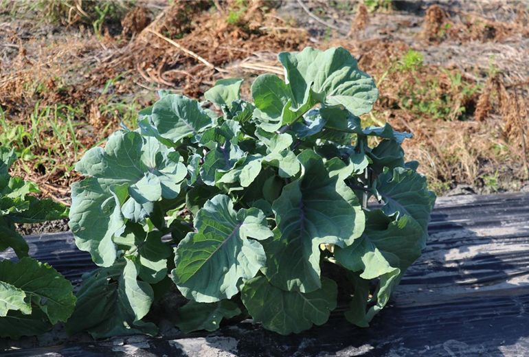 Baumkohl Taunton Deane Baumkohl Taunton Deane