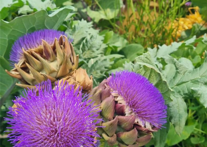 ORF Gartentipp 08.09.2023 Ewiges Gemüse ORF Gartentipp 08.09.2023 Ewiges Gemüse