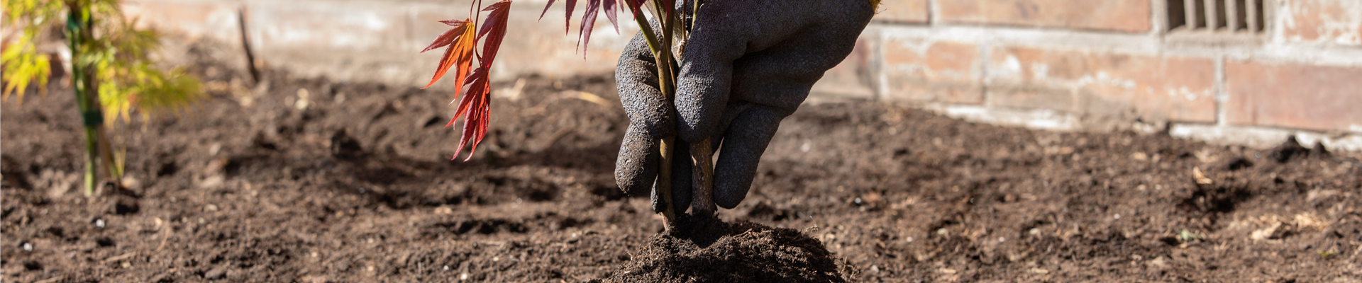 Ahorn einpflanzen Ahorn einpflanzen