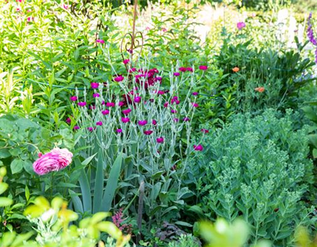 Alles hat seine Ordnung – Stauden pflegen das ganze Jahr Alles hat seine Ordnung – Stauden pflegen das ganze Jahr