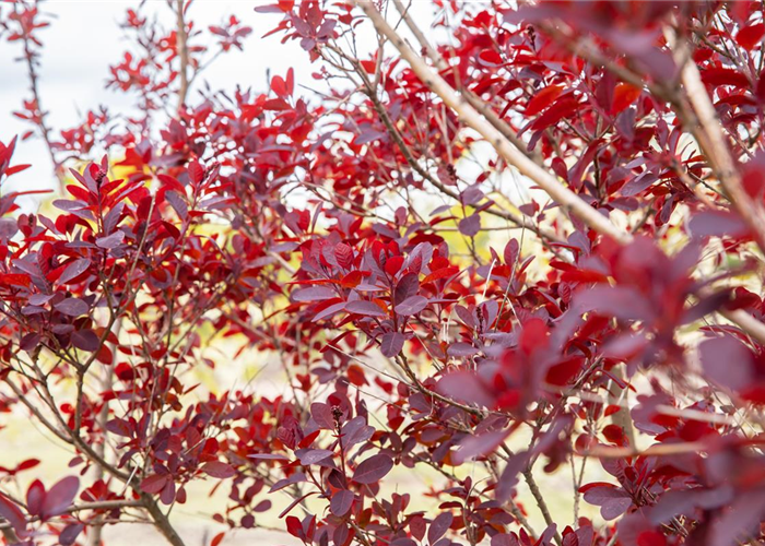 Ameise, Blattlaus und Co. – Laubgehölze vor Schädlingen schützen Ameise, Blattlaus und Co. – Laubgehölze vor Schädlingen schützen