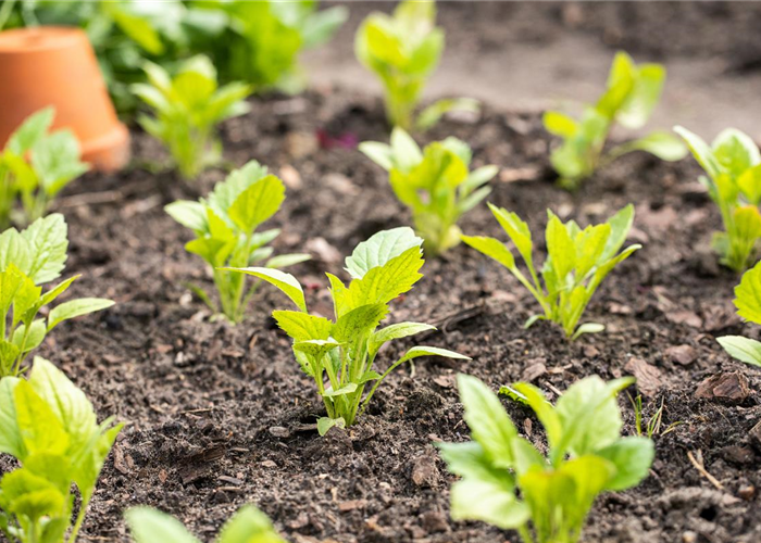 Aromatische Gartengestaltung mit Gemüse und Kräutern Aromatische Gartengestaltung mit Gemüse und Kräutern
