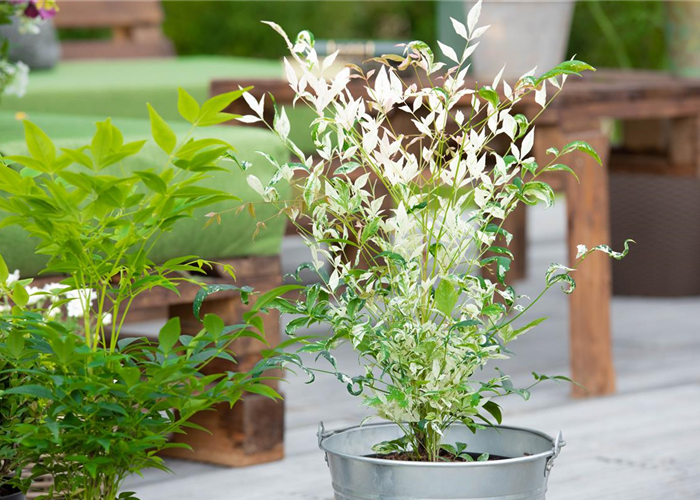 Bambus pflegen und Garten und Balkon verschönern Bambus pflegen und Garten und Balkon verschönern