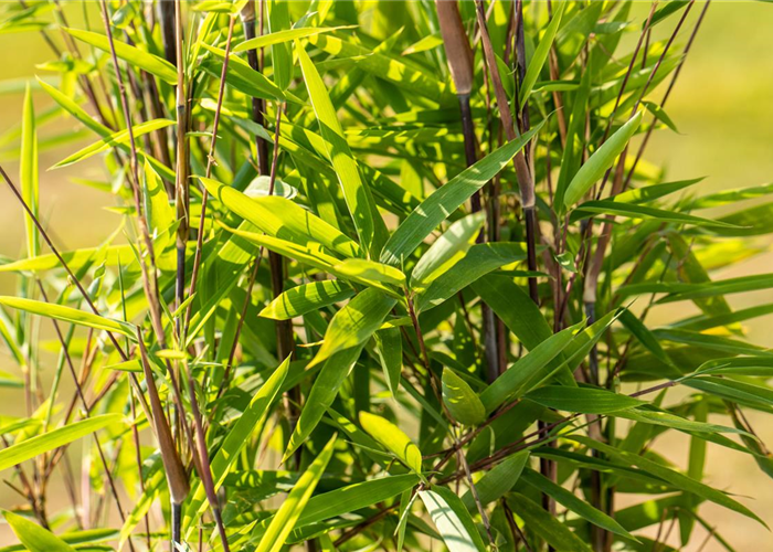 Bambus zurückschneiden und die asiatische Schönheit pflegen