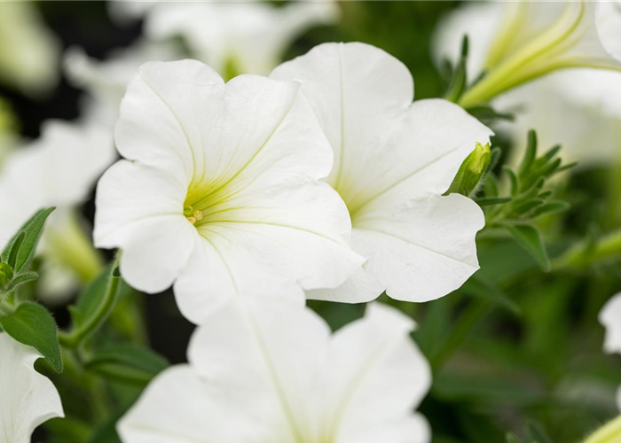 Beet und Balkon bepflanzen und bunt ins neue Gartenjahr starten
